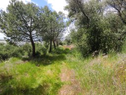 Flora del Cerro Masatrigo